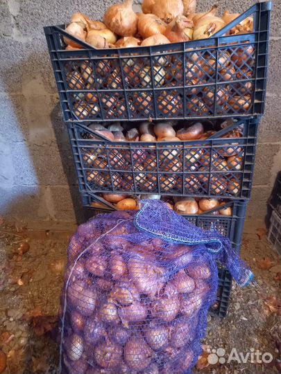 Картофель на корм скоту