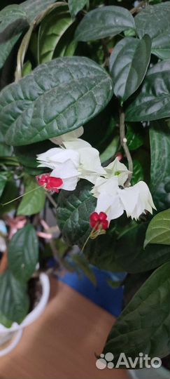 Клеродендрум томпсон