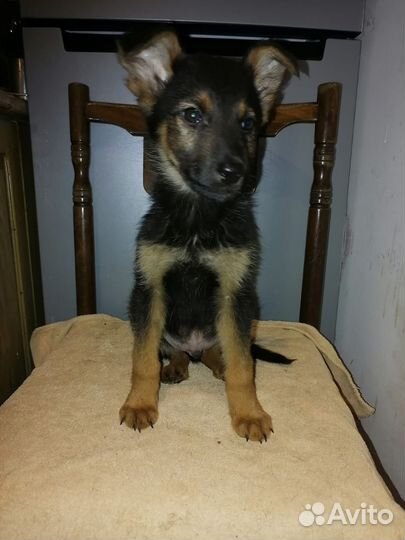 Немецкая овчарка