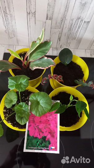 Продам цветы