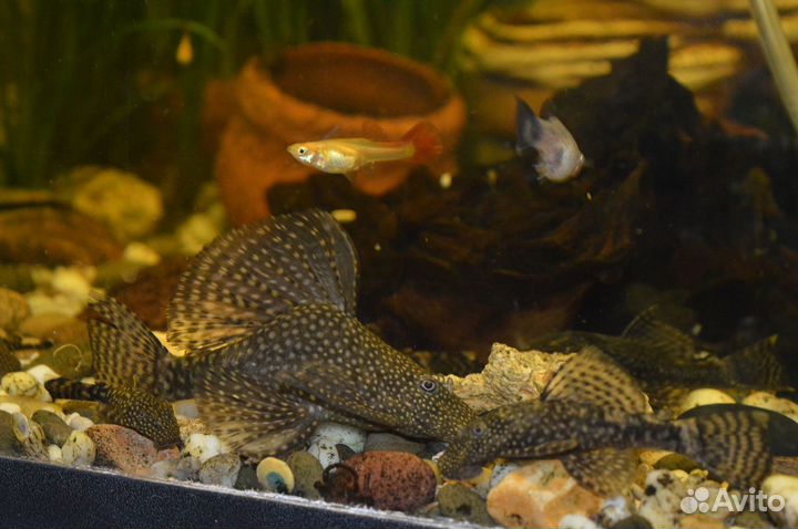 Улитки мелании. Гуппи красные и сомы анциструсы