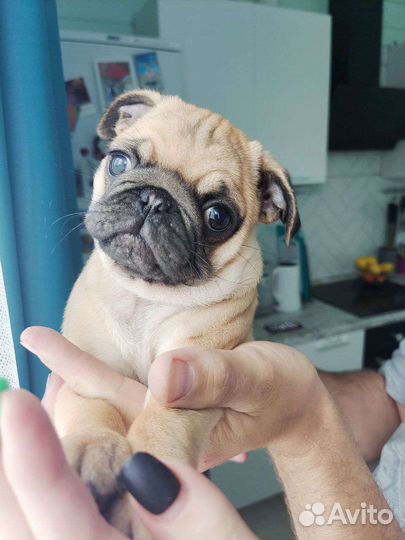 Щенок мопса