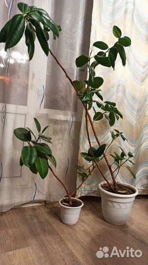 Комнатные цветы