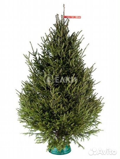 Ель от 1м до 3,5м оптом и в розницу