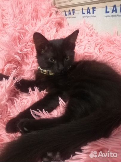 Отдам котенка в добрые руки