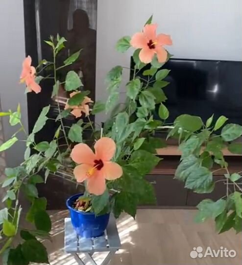 Гибискус китайская роза дерево