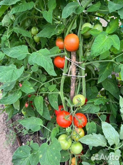 Помидоры