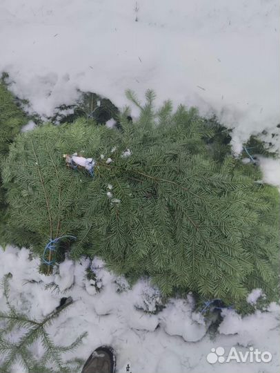 Веники пихтовые от производителя