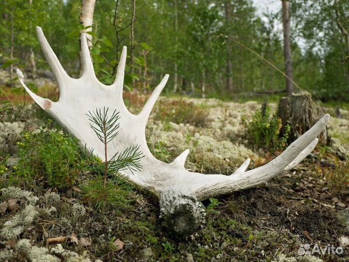 Лосиные рога рога у марала