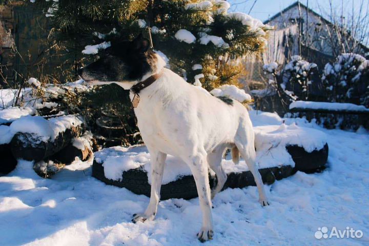 Собаки бесплатно
