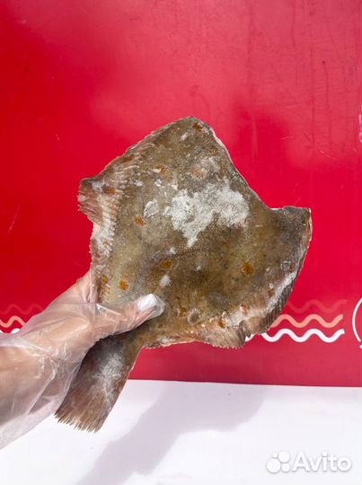 Камбала 500-1000гр