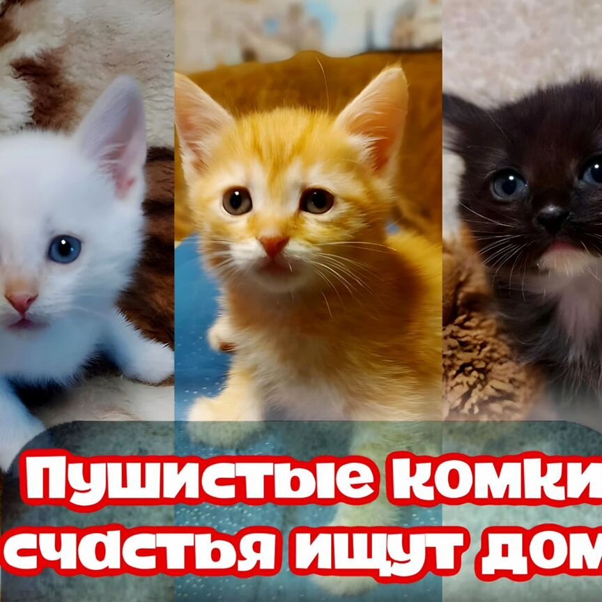 Котята в добрые руки