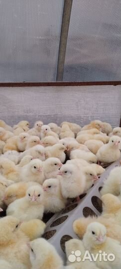 Цыплята бройлеры