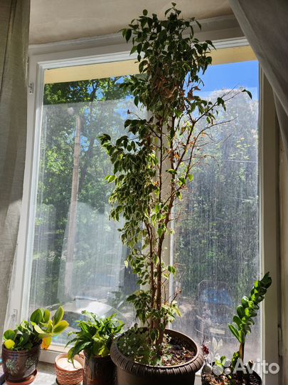 Фикус бенджамина и 2 горшка