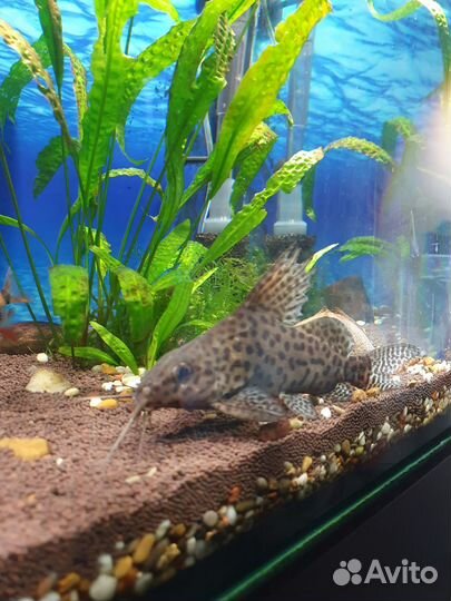 Сом перевертыш