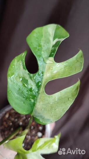 Rhaphidophora tetrasperma вар