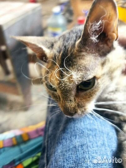 Кошечку спасти