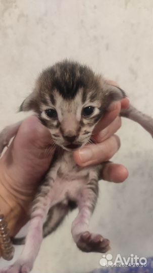 Ориентальные котята