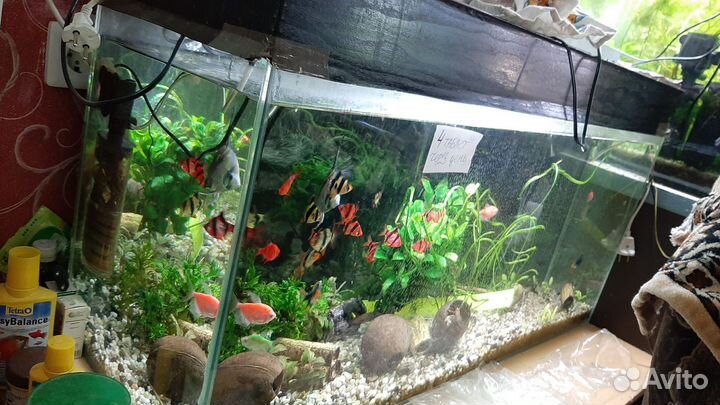 Аквариумы 200л, 150л, 50л, 330л