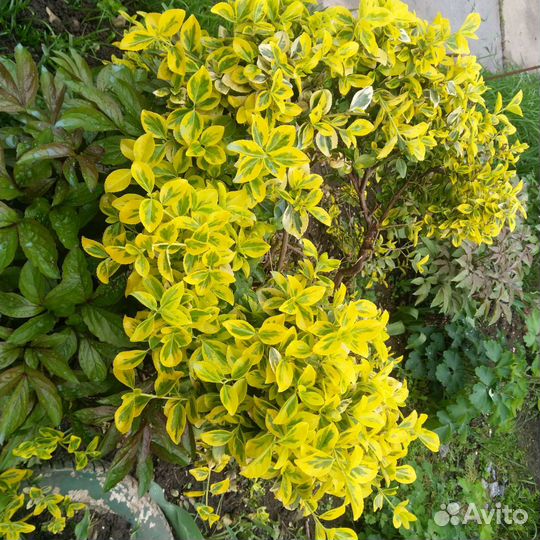 Бересклет Форчуна Euonymus fortunei Canadale Gold