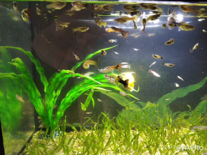 Рыбки гуппи