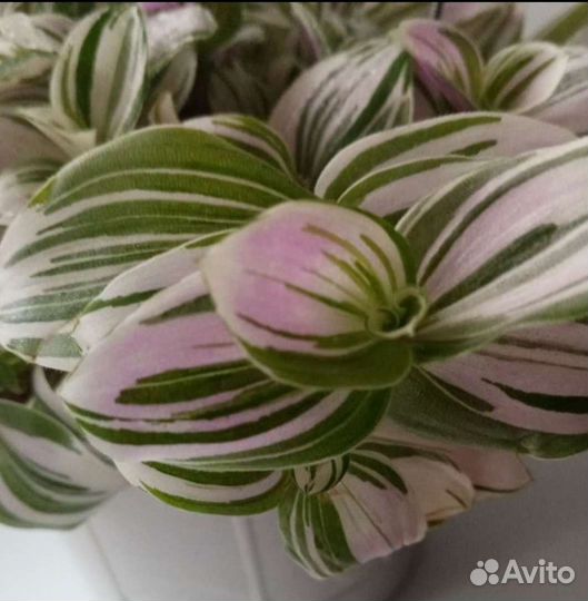 Традесканция зебрина