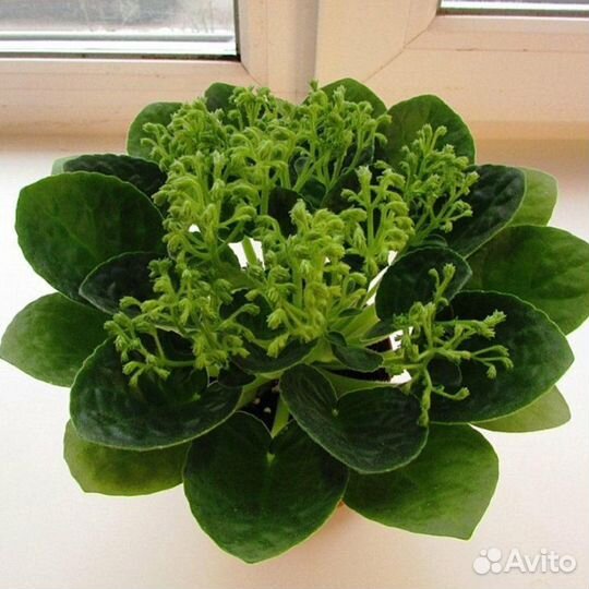 Детки сортовых фиалок