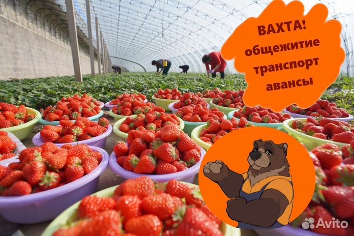 Рабочие в теплицы (общежитие, обеды)