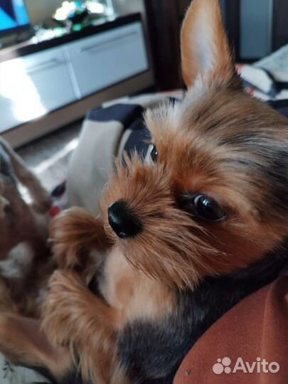 Передержка животных