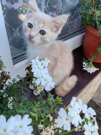 Котенок Персик ищет дом