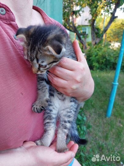 Котенок вислоухий