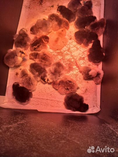 Цыплята породы брама