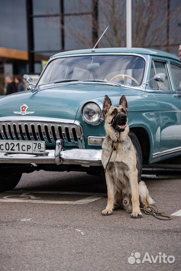 Фотограф анималист