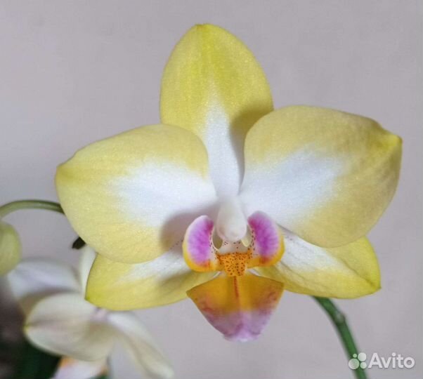 Орхидея цветущая Сладкая девочка и не цветущие