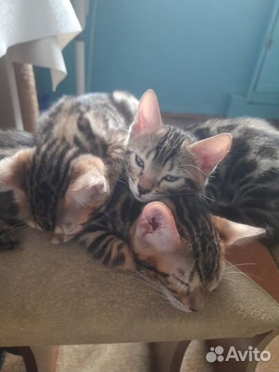 Продаются настоящие леопардики