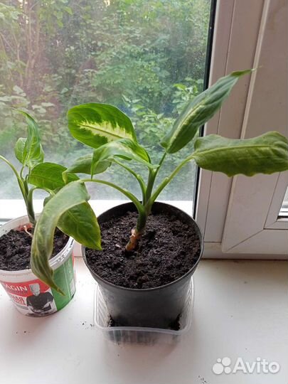 Диффенбахия