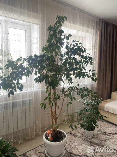 Бенджамина