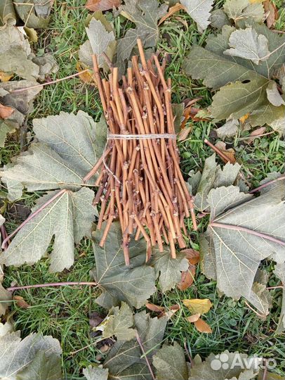 Саженцы винограда