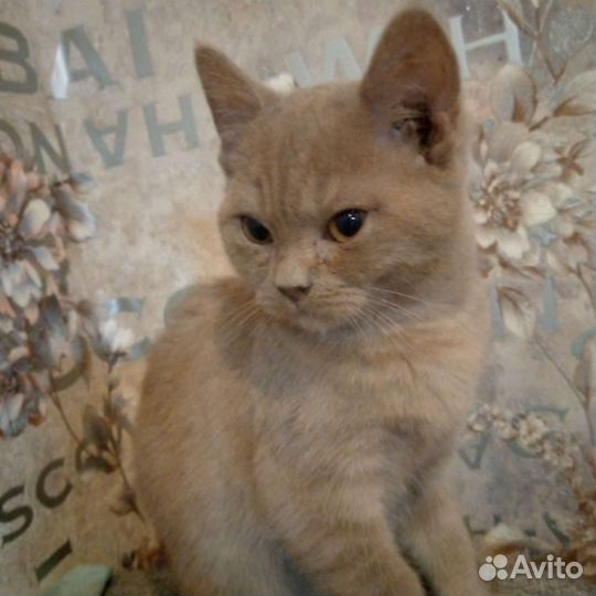 Шотландская