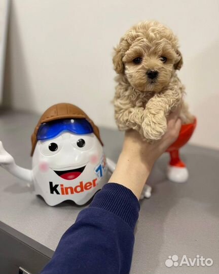 Мальтипу микро teddy f1 korea