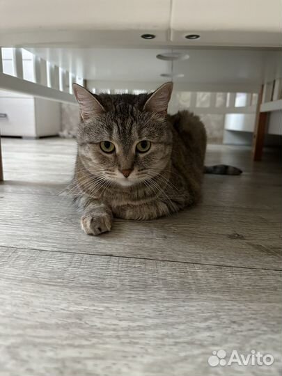 Кошки в добрые руки