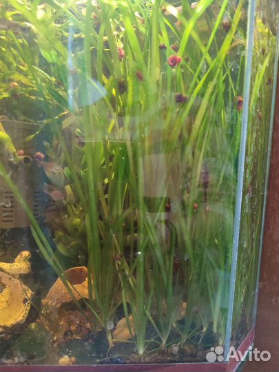 Водоросли для аквариума