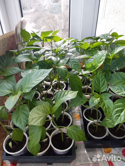 Рассада сладкого перца,горького