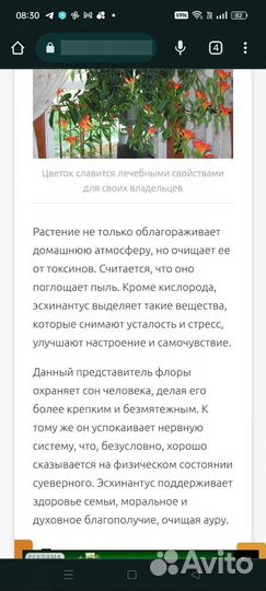 Эсхинантус