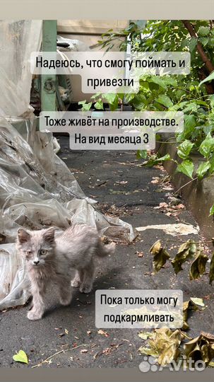 Котята в добрые руки бесплатно