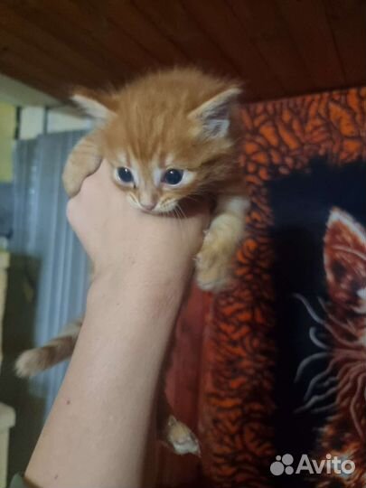 Кошка в дар бесплатно