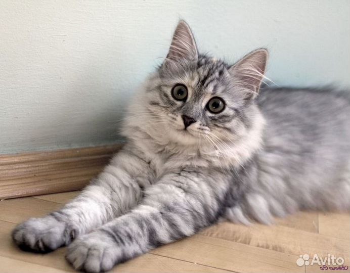 Сибирская кошечка