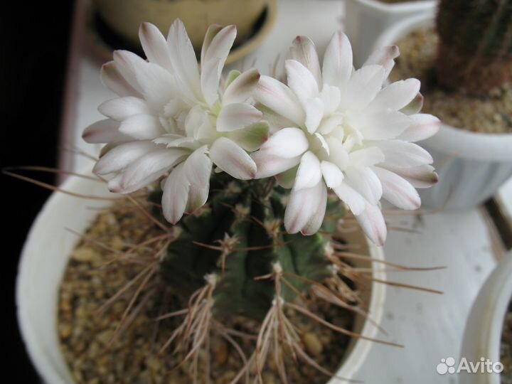 Кактусы разные