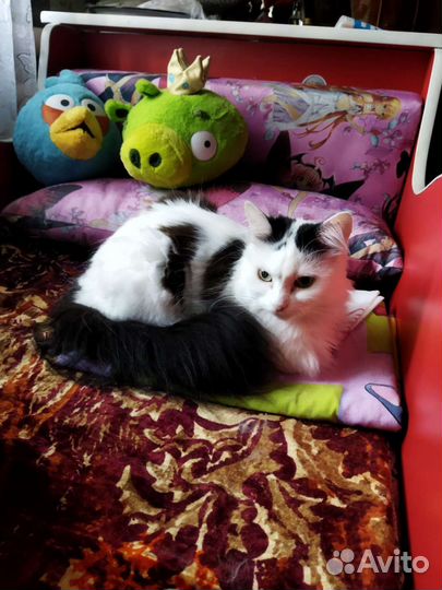 Кошка в дар