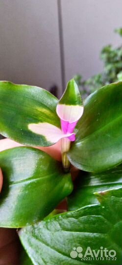 Комнатные Цветы 2